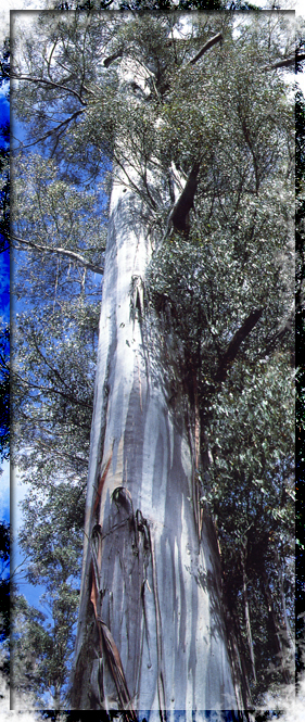 haut arbre