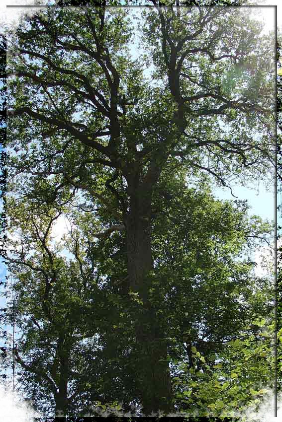 arbre
