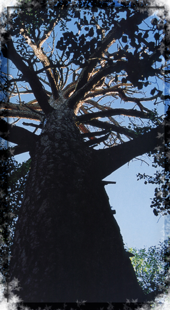 arbre