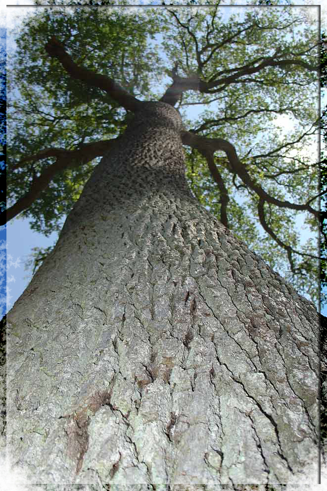 grand-arbre